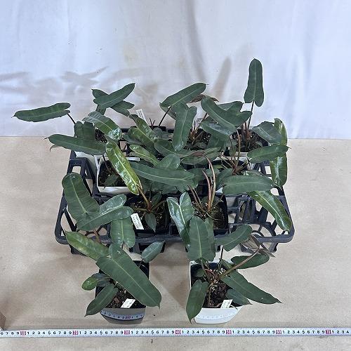 観葉植物　フィロデンドロン ビレッティアエ ブラック 4号角鉢(個体おまかせ1鉢)　インテリアグリーン 室内園芸 おしゃれ 可愛い かわいい |  | 04