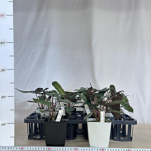 観葉植物　フィロデンドロン ビレッティアエ ブラック 4号角鉢(個体おまかせ1鉢)　インテリアグリーン 室内園芸 おしゃれ 可愛い かわいい |  | 05