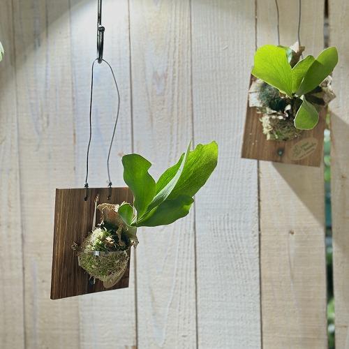 観葉植物 ビカクシダ(P.ビフルカツム) 給水タンク付き 板付け(個体