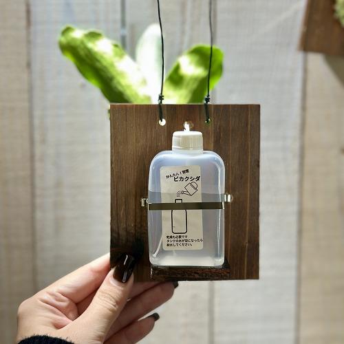 観葉植物 ビカクシダ(P.ビフルカツム) 給水タンク付き 板付け(個体