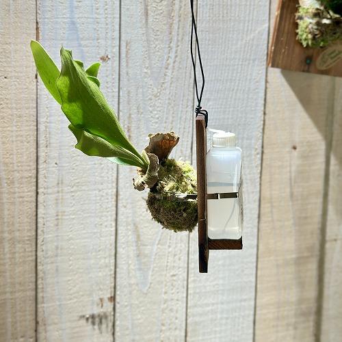 Takashi　板付けビカクシダ専用　ドリップ式給水器　30個 板付けビカクシダ専用 ドリップ式給水器 連絡用 - メルカリ