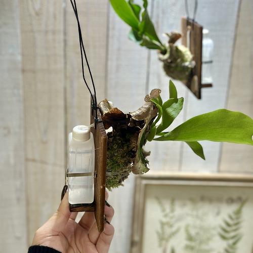 観葉植物 ビカクシダ(P.ビフルカツム) 給水タンク付き 板付け(個体