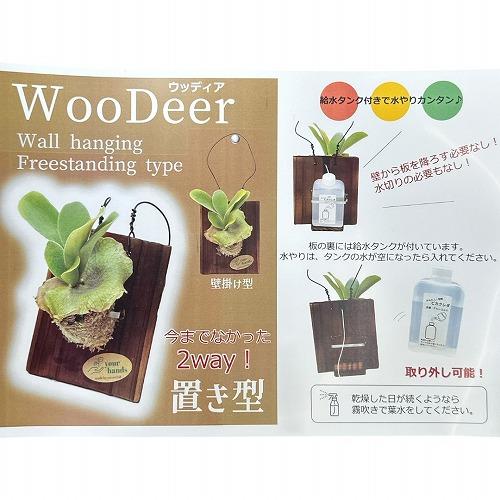 観葉植物 ビカクシダ(P.ビフルカツム) 給水タンク付き 板付け(個体