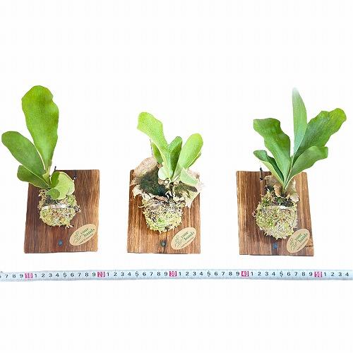 観葉植物 ビカクシダ(P.ビフルカツム) 給水タンク付き 板付け(個体