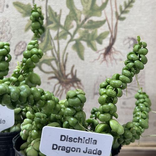 人気　ディスキディア ドラゴンジェイド 2.5号ロングポット(個体おまかせ1鉢)　観葉植物 多肉植物 インテリアグリーン 室内園芸 おしゃれ 可愛い かわいい | 