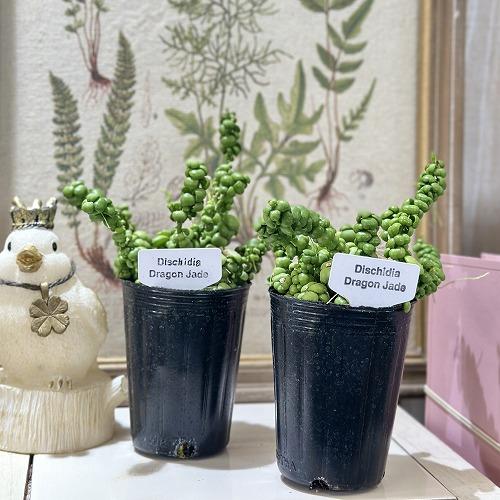 人気　ディスキディア ドラゴンジェイド 2.5号ロングポット(個体おまかせ1鉢)　観葉植物 多肉植物 インテリアグリーン 室内園芸 おしゃれ 可愛い かわいい |  | 01