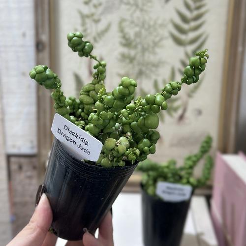 人気　ディスキディア ドラゴンジェイド 2.5号ロングポット(個体おまかせ1鉢)　観葉植物 多肉植物 インテリアグリーン 室内園芸 おしゃれ 可愛い かわいい |  | 02