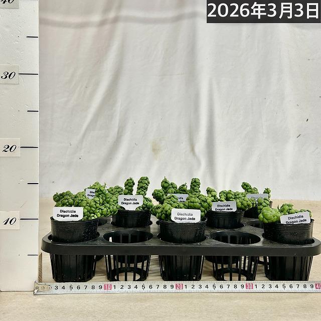 人気　ディスキディア ドラゴンジェイド 2.5号ロングポット(個体おまかせ1鉢)　観葉植物 多肉植物 インテリアグリーン 室内園芸 おしゃれ 可愛い かわいい |  | 04