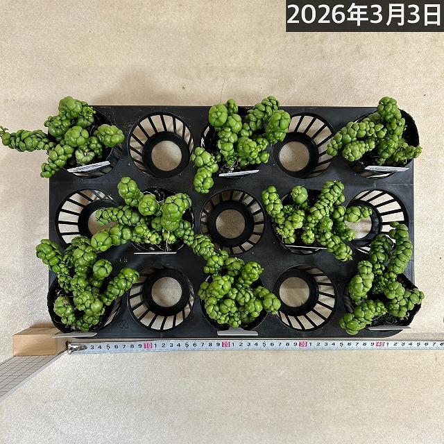 人気　ディスキディア ドラゴンジェイド 2.5号ロングポット(個体おまかせ1鉢)　観葉植物 多肉植物 インテリアグリーン 室内園芸 おしゃれ 可愛い かわいい |  | 05