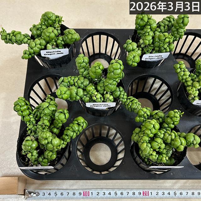 人気　ディスキディア ドラゴンジェイド 2.5号ロングポット(個体おまかせ1鉢)　観葉植物 多肉植物 インテリアグリーン 室内園芸 おしゃれ 可愛い かわいい |  | 06