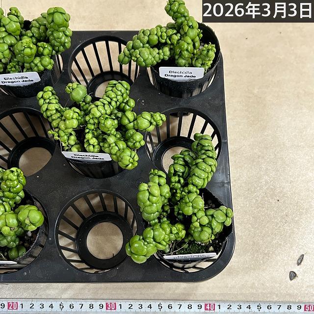 人気　ディスキディア ドラゴンジェイド 2.5号ロングポット(個体おまかせ1鉢)　観葉植物 多肉植物 インテリアグリーン 室内園芸 おしゃれ 可愛い かわいい |  | 07