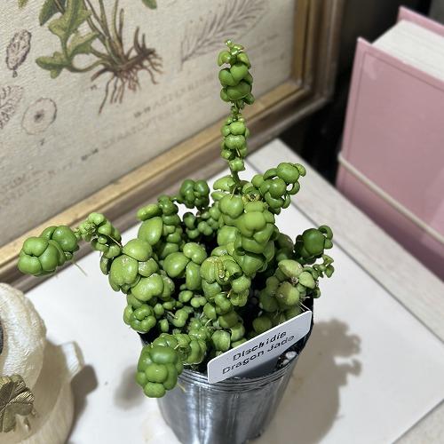 人気　ディスキディア ドラゴンジェイド 2.5号ロングポット(個体おまかせ1鉢)　観葉植物 多肉植物 インテリアグリーン 室内園芸 おしゃれ 可愛い かわいい |  | 03