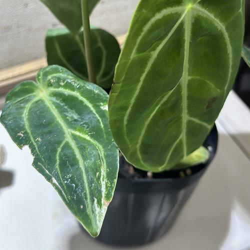 観葉植物　アンスリウム レガレ ダークフォーム 3.5号ポット(個体おまかせ1鉢)　インテリアグリーン 室内園芸 おしゃれ 可愛い かわいい |  | 02