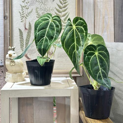 観葉植物　アンスリウム レガレ ダークフォーム 3.5号ポット(個体おまかせ1鉢)　インテリアグリーン 室内園芸 おしゃれ 可愛い かわいい |  | 03