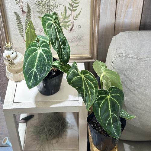 観葉植物　アンスリウム レガレ ダークフォーム 3.5号ポット(個体おまかせ1鉢)　インテリアグリーン 室内園芸 おしゃれ 可愛い かわいい |  | 04