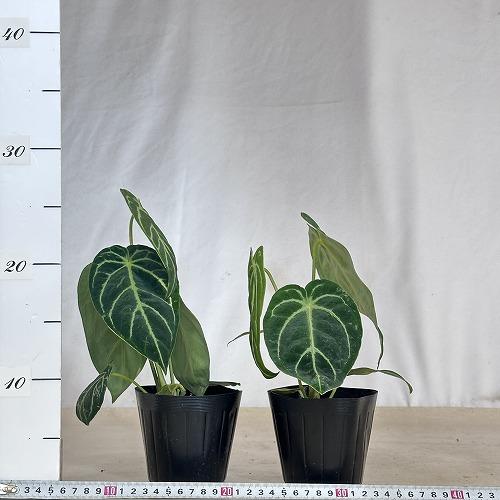 観葉植物　アンスリウム レガレ ダークフォーム 3.5号ポット(個体おまかせ1鉢)　インテリアグリーン 室内園芸 おしゃれ 可愛い かわいい |  | 05