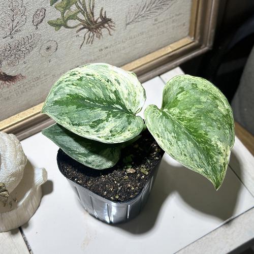 スキンダプサス エキゾチカ ホログラム 3.5号ポット(個体おまかせ1鉢)　観葉植物 インテリアグリーン 室内園芸 おしゃれ 可愛い かわいい 希少種 レア 珍しい | 