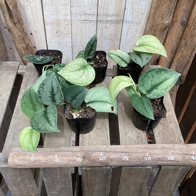 スキンダプサス エキゾチカ ホログラム 3.5号ポット(個体おまかせ1鉢)　観葉植物 インテリアグリーン 室内園芸 おしゃれ 可愛い かわいい 希少種 レア 珍しい |  | 10