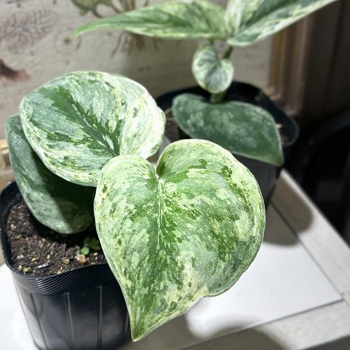 スキンダプサス エキゾチカ ホログラム 3.5号ポット(個体おまかせ1鉢)　観葉植物 インテリアグリーン 室内園芸 おしゃれ 可愛い かわいい 希少種 レア 珍しい |  | 02
