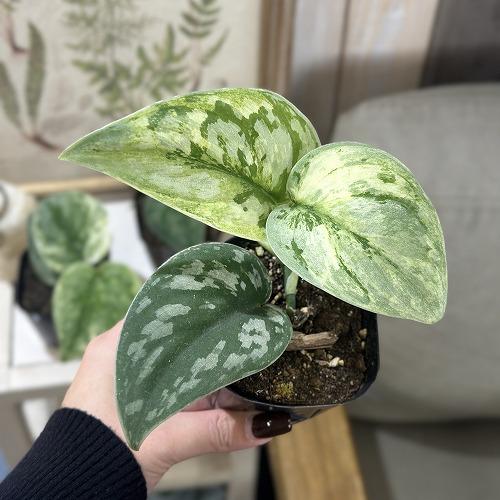 スキンダプサス エキゾチカ ホログラム 3.5号ポット(個体おまかせ1鉢)　観葉植物 インテリアグリーン 室内園芸 おしゃれ 可愛い かわいい 希少種 レア 珍しい |  | 03