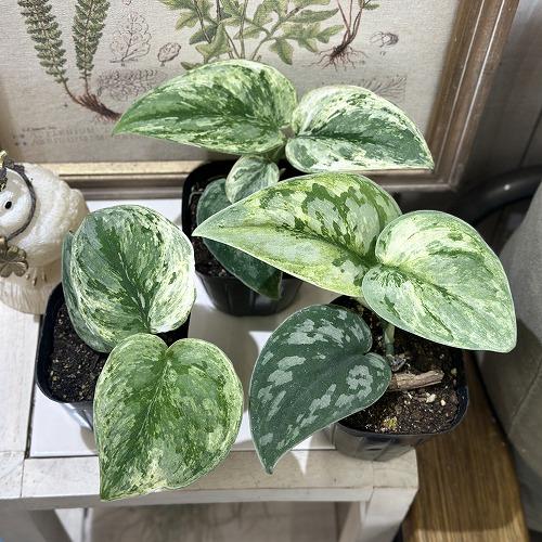 スキンダプサス エキゾチカ ホログラム 3.5号ポット(個体おまかせ1鉢)　観葉植物 インテリアグリーン 室内園芸 おしゃれ 可愛い かわいい 希少種 レア 珍しい |  | 04
