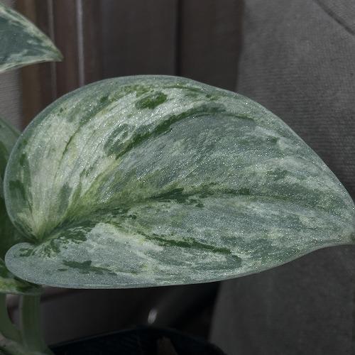 スキンダプサス エキゾチカ ホログラム 3.5号ポット(個体おまかせ1鉢)　観葉植物 インテリアグリーン 室内園芸 おしゃれ 可愛い かわいい 希少種 レア 珍しい |  | 06