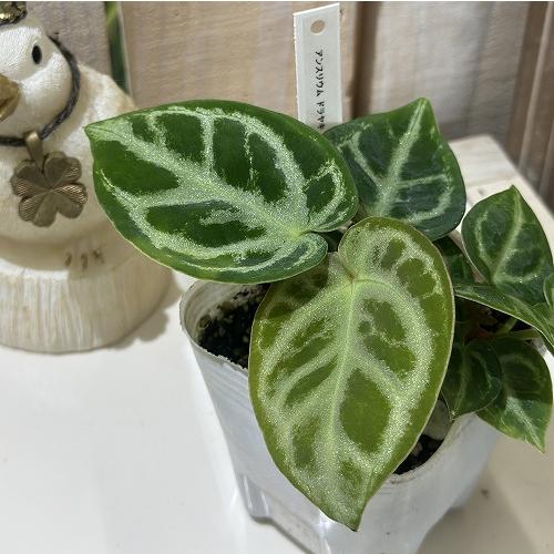 観葉植物　アンスリウム クリスタリヌム ドラヤキ(シロシマウチワ) 3号白ポット(個体おまかせ1鉢)　インテリアグリーン 室内園芸 おしゃれ 可愛い かわいい | 