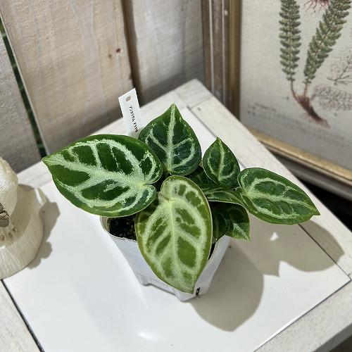 観葉植物　アンスリウム クリスタリヌム ドラヤキ(シロシマウチワ) 3号白ポット(個体おまかせ1鉢)　インテリアグリーン 室内園芸 おしゃれ 可愛い かわいい |  | 01