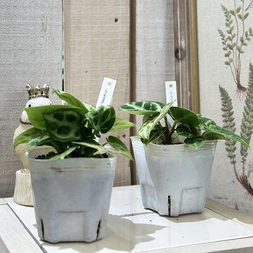 観葉植物　アンスリウム クリスタリヌム ドラヤキ(シロシマウチワ) 3号白ポット(個体おまかせ1鉢)　インテリアグリーン 室内園芸 おしゃれ 可愛い かわいい |  | 02