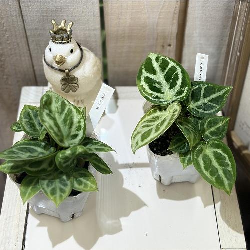 観葉植物　アンスリウム クリスタリヌム ドラヤキ(シロシマウチワ) 3号白ポット(個体おまかせ1鉢)　インテリアグリーン 室内園芸 おしゃれ 可愛い かわいい |  | 03