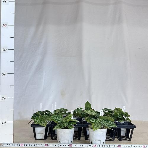 観葉植物　アンスリウム クリスタリヌム ドラヤキ(シロシマウチワ) 3号白ポット(個体おまかせ1鉢)　インテリアグリーン 室内園芸 おしゃれ 可愛い かわいい |  | 04