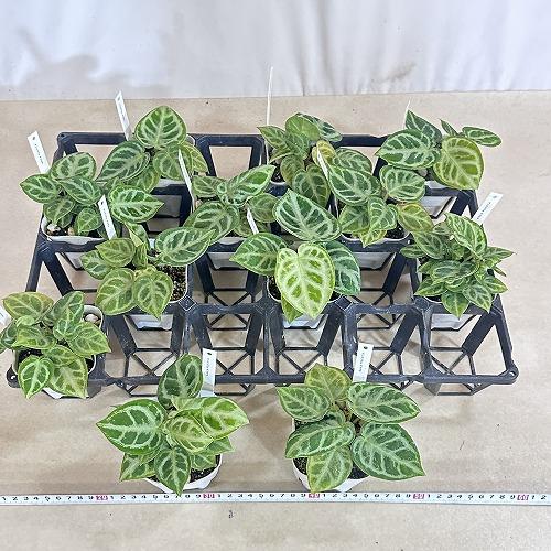 観葉植物　アンスリウム クリスタリヌム ドラヤキ(シロシマウチワ) 3号白ポット(個体おまかせ1鉢)　インテリアグリーン 室内園芸 おしゃれ 可愛い かわいい |  | 05