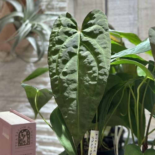観葉植物 アンスリウム レッドクリスタリナム×クリスタリナム 3.5号