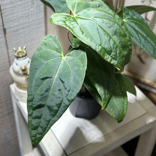 観葉植物 アンスリウム レッドクリスタリナム×クリスタリナム 3.5号