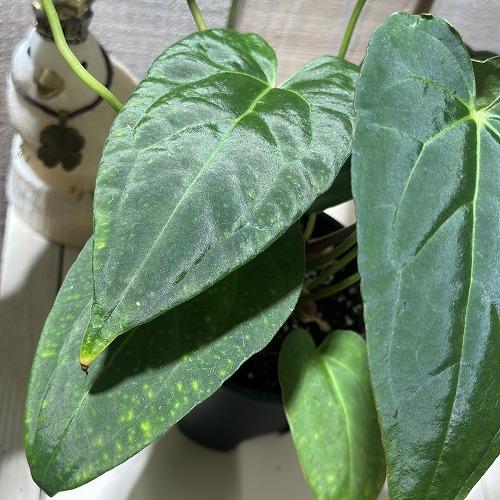 観葉植物 アンスリウム レッドクリスタリナム×クリスタリナム 3.5号