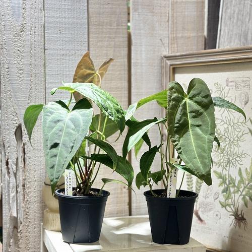 観葉植物 アンスリウム レッドクリスタリナム×クリスタリナム 3.5号
