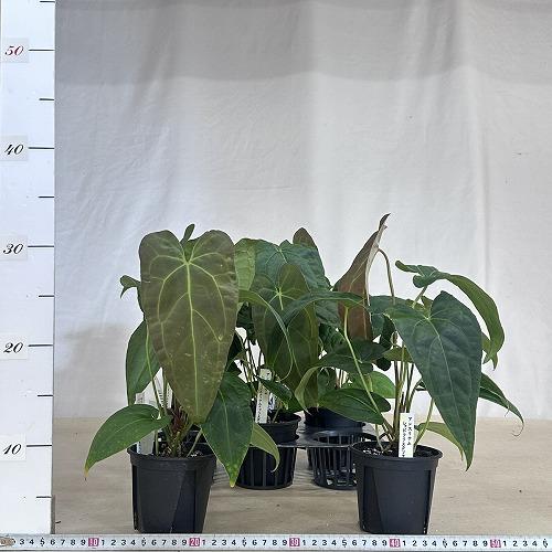 観葉植物 アンスリウム レッドクリスタリナム×クリスタリナム 3.5号