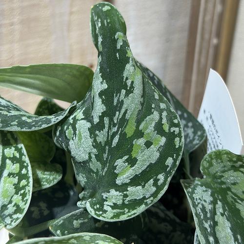 観葉植物 スキンダプサス ピクタス トリカラー 3号ロングポット(個体