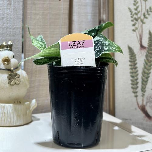 観葉植物 スキンダプサス ピクタス トリカラー 3号ロングポット(個体