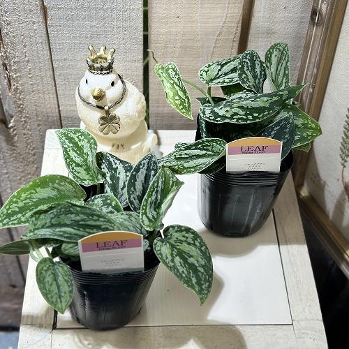 観葉植物 スキンダプサス ピクタス トリカラー 3号ロングポット(個体