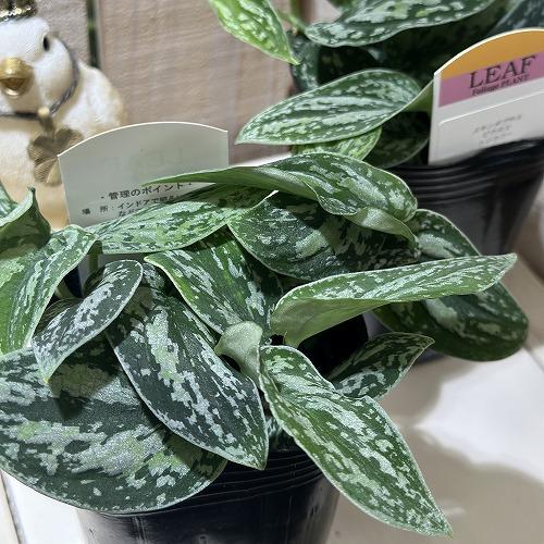 観葉植物 スキンダプサス ピクタス トリカラー 3号ロングポット(個体