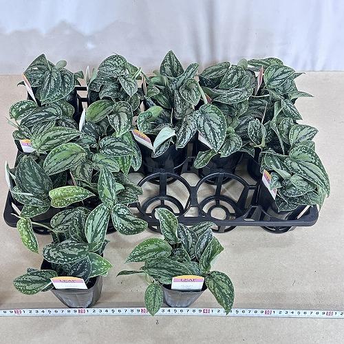 観葉植物 スキンダプサス ピクタス トリカラー 3号ロングポット(個体