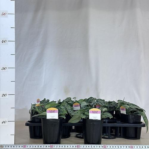 観葉植物 スキンダプサス ピクタス トリカラー 3号ロングポット(個体