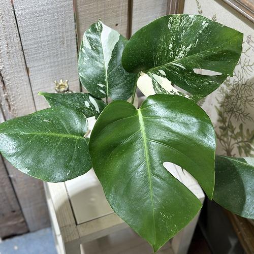 観葉植物 白斑モンステラ ホワイトタイガー(斑入り) 3.5号ポット(個体