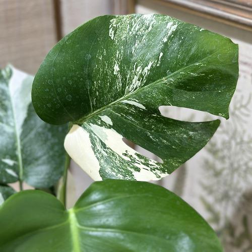 観葉植物 白斑モンステラ ホワイトタイガー(斑入り) 3.5号ポット(個体