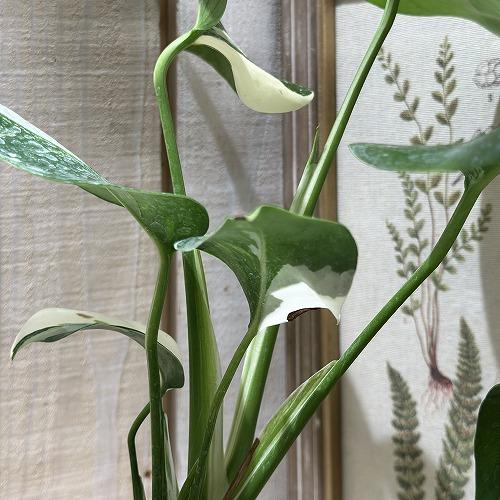 観葉植物 白斑モンステラ ホワイトタイガー(斑入り) 3.5号ポット(個体 