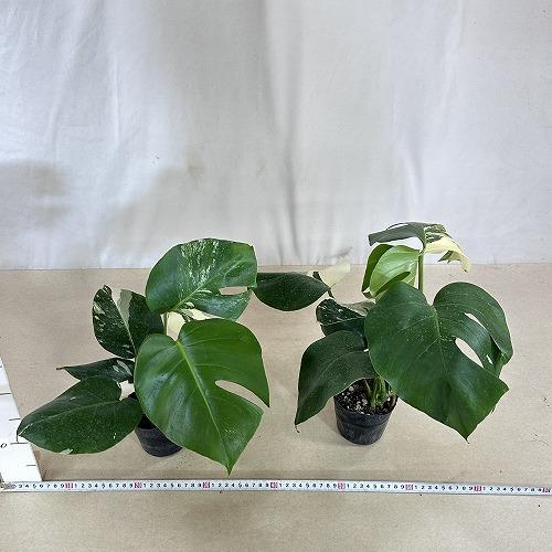 観葉植物 白斑モンステラ ホワイトタイガー(斑入り) 3.5号ポット(個体 