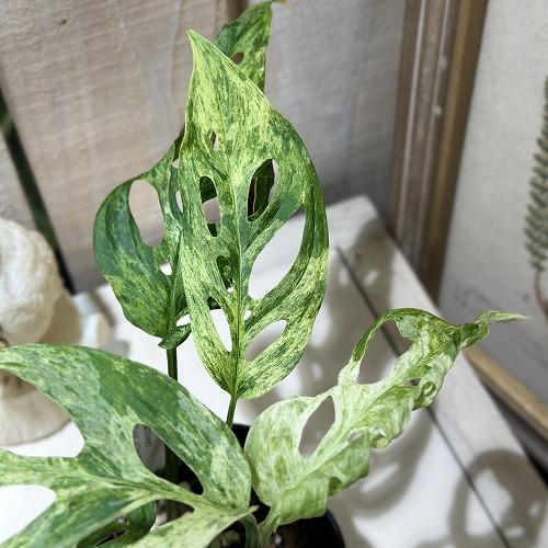 ☆超美斑株☆ モンステラ アダンソニー モトルド① 観葉植物 斑入りモンステラ アダンソニー モトルド バリエガータ 3号