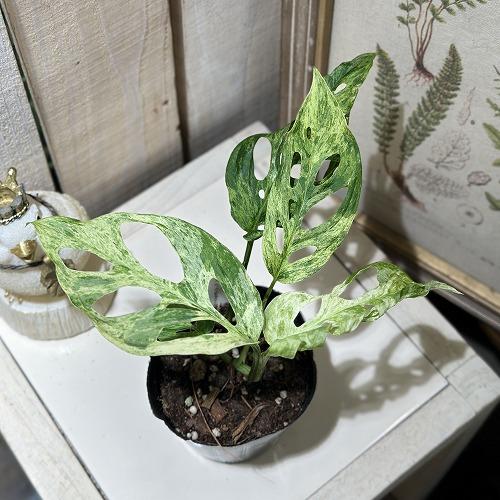観葉植物 斑入りモンステラ アダンソニー モトルド バリエガータ 3号