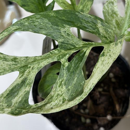 観葉植物【モンステラ アダンソニー バリエガタ】マドカズラ斑入り 斑入りマドカズラ モンステラ アダンソニー バリエガータ | GREEN LUCK